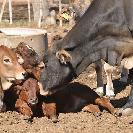 Haasenhof Gastefarm Villa Okahandja Eksteriør billede