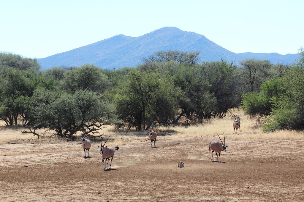 Haasenhof Gastefarm Villa Okahandja Eksteriør billede